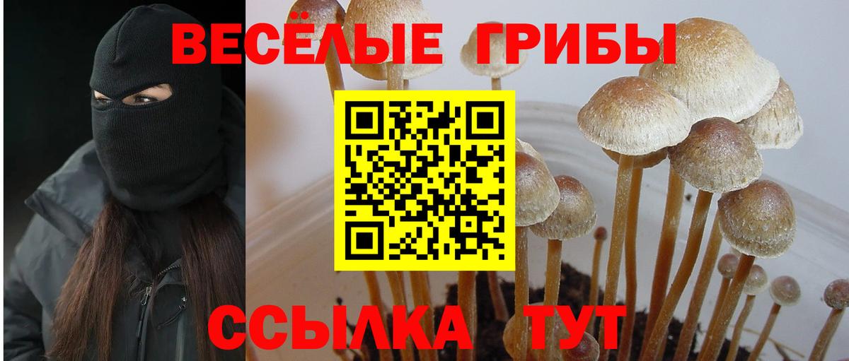 Галлюциногенные грибы Psilocybine cubensis Туапсе